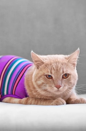 Cat Clothes