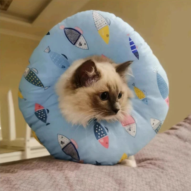 Cat Recovery Collar | CuraCat™
