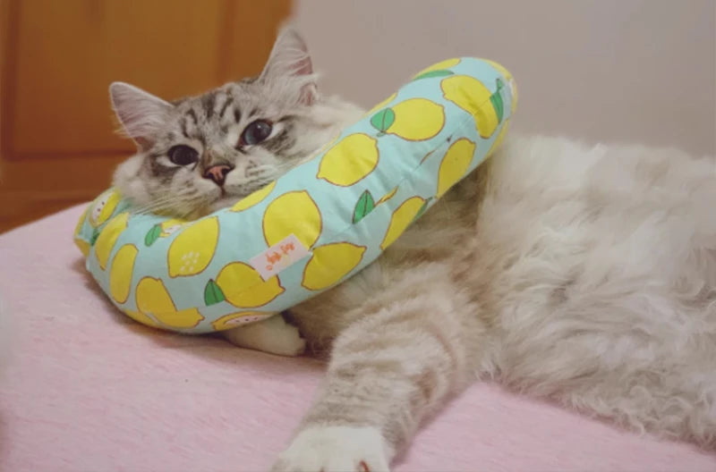 Cat Recovery Collar | CuraCat™