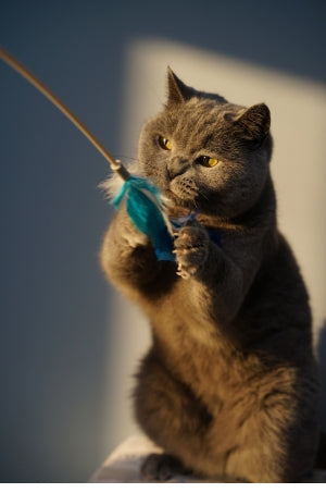 Cat Toys